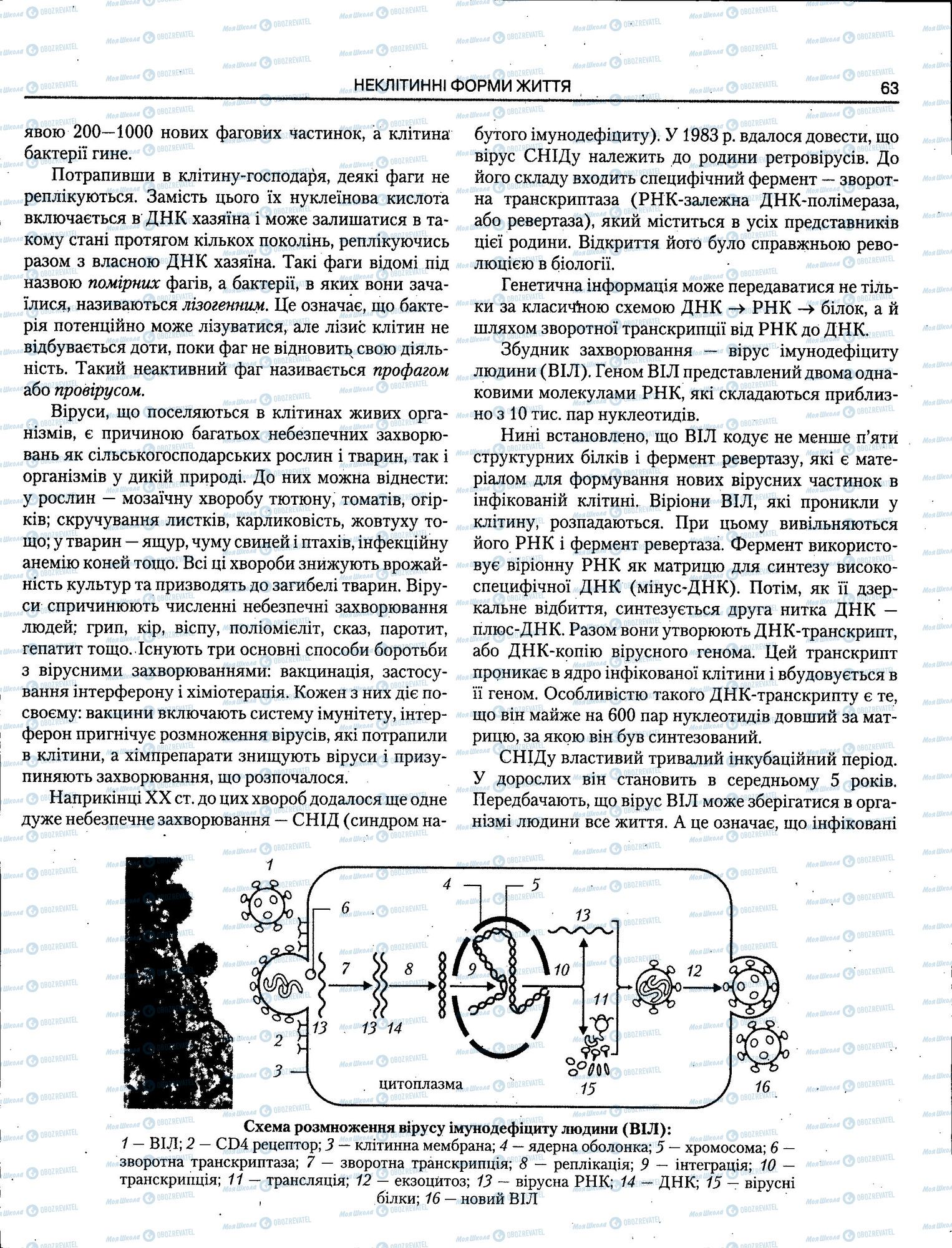 ЗНО Биология 11 класс страница 063