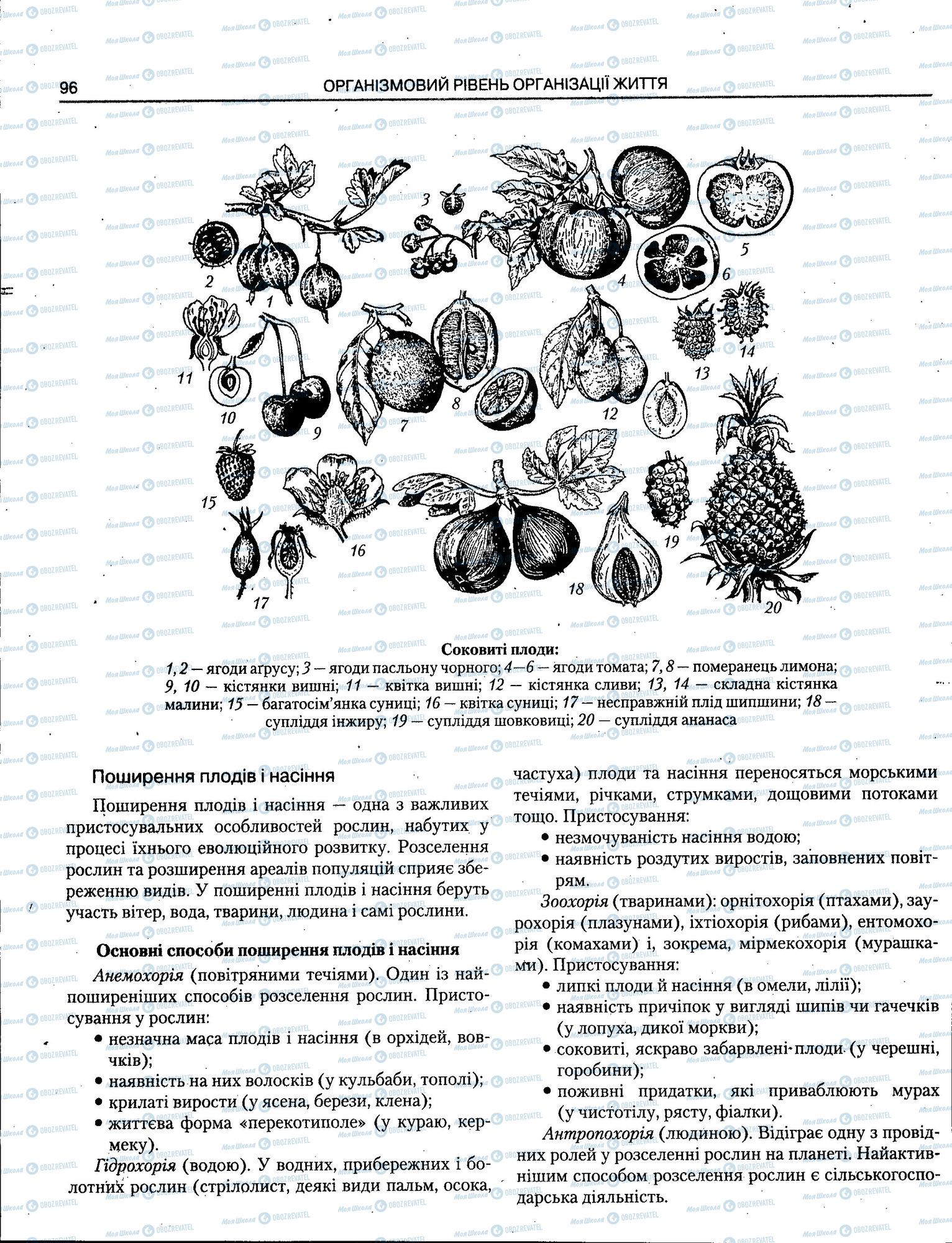 ЗНО Біологія 11 клас сторінка 096