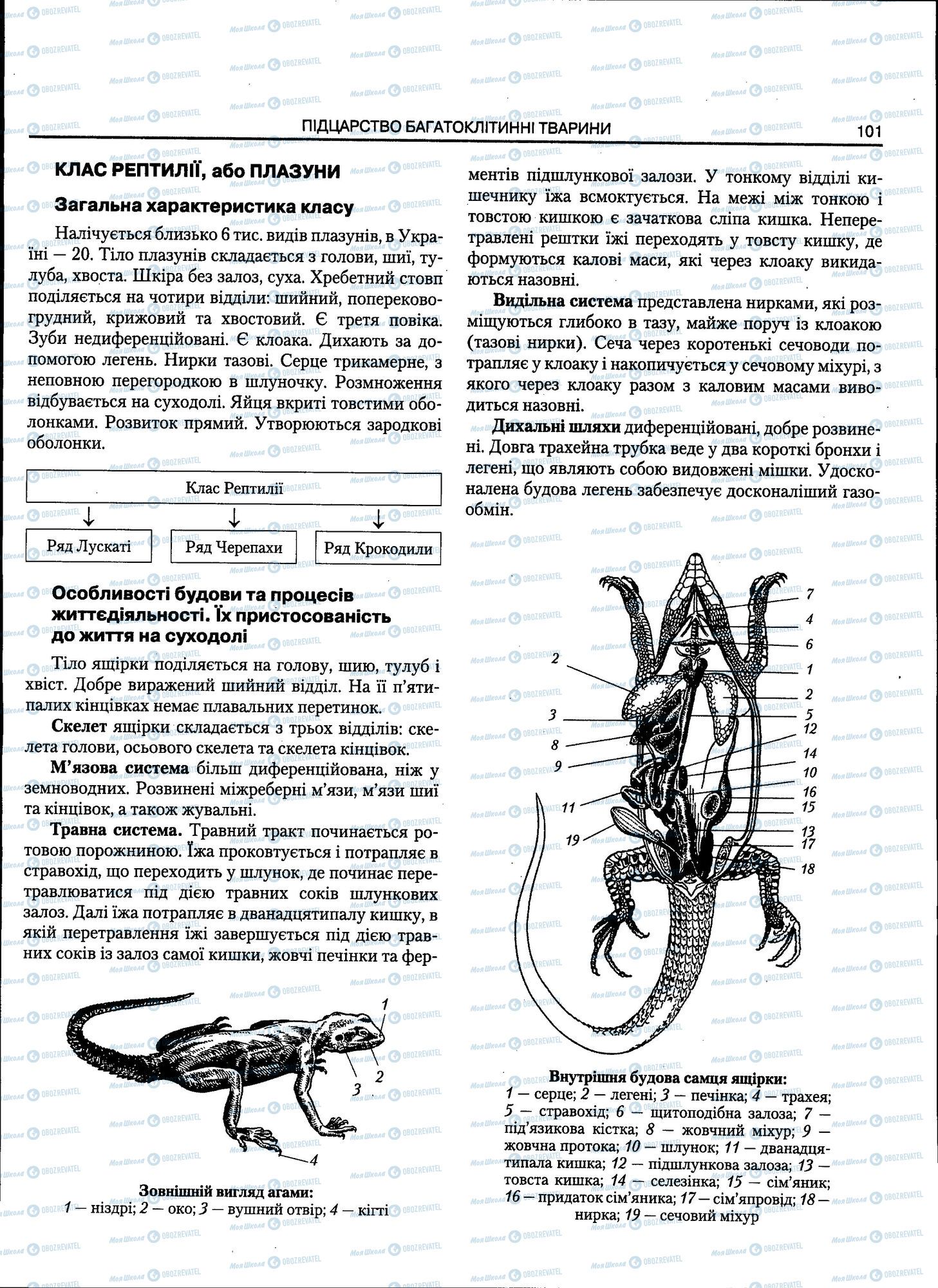 ЗНО Биология 11 класс страница 101