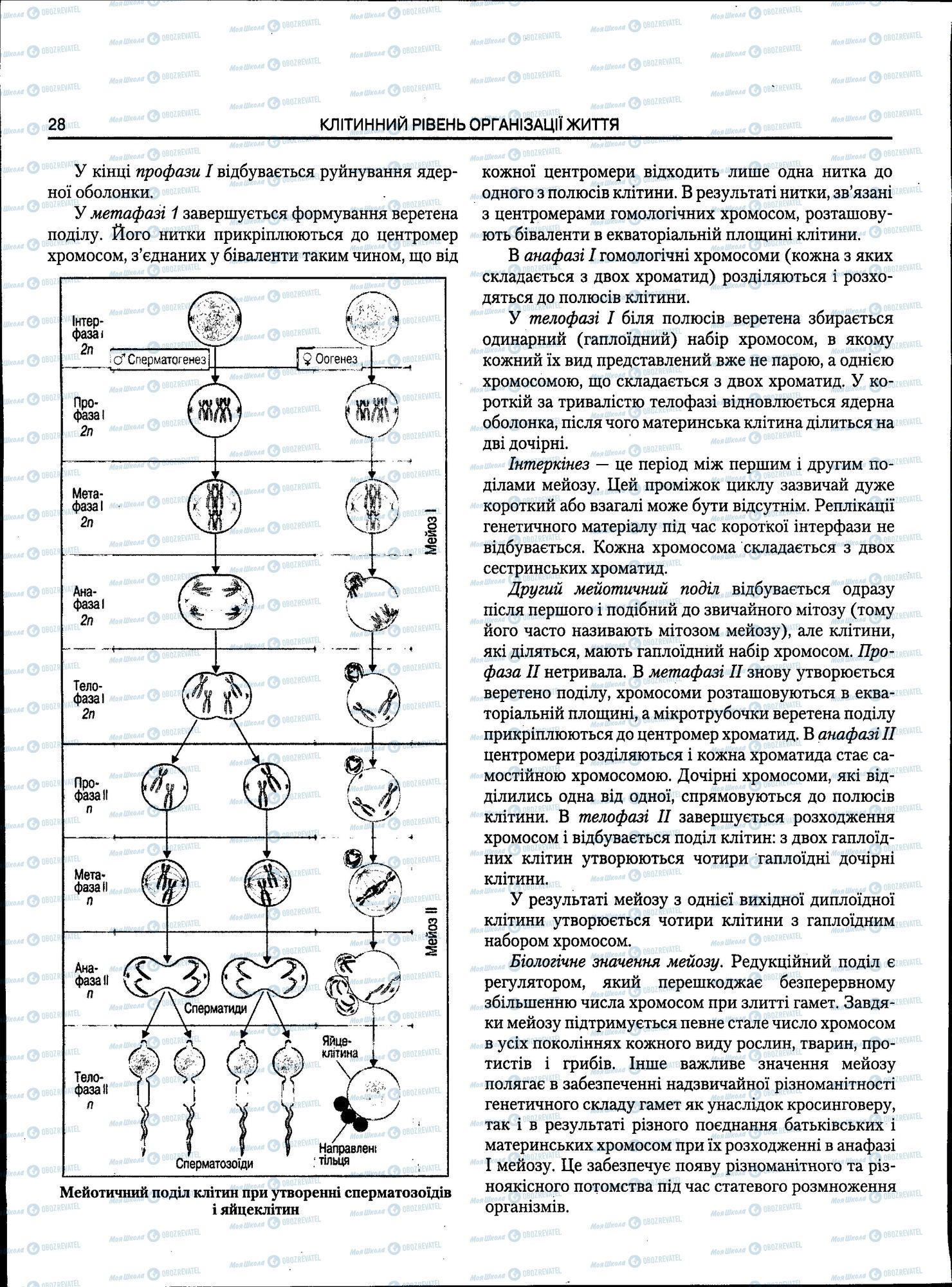 ЗНО Биология 11 класс страница 028