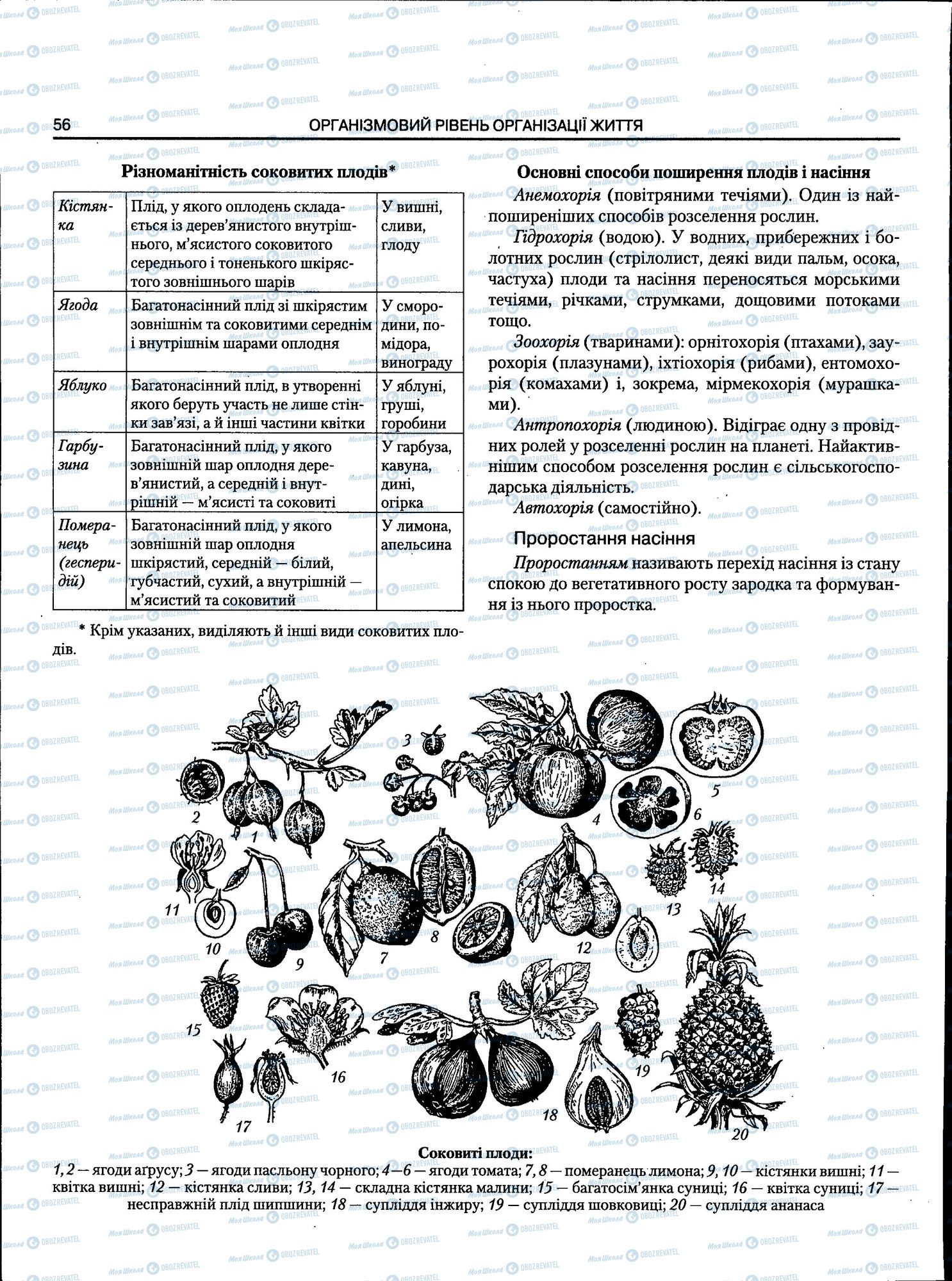 ЗНО Біологія 11 клас сторінка 056