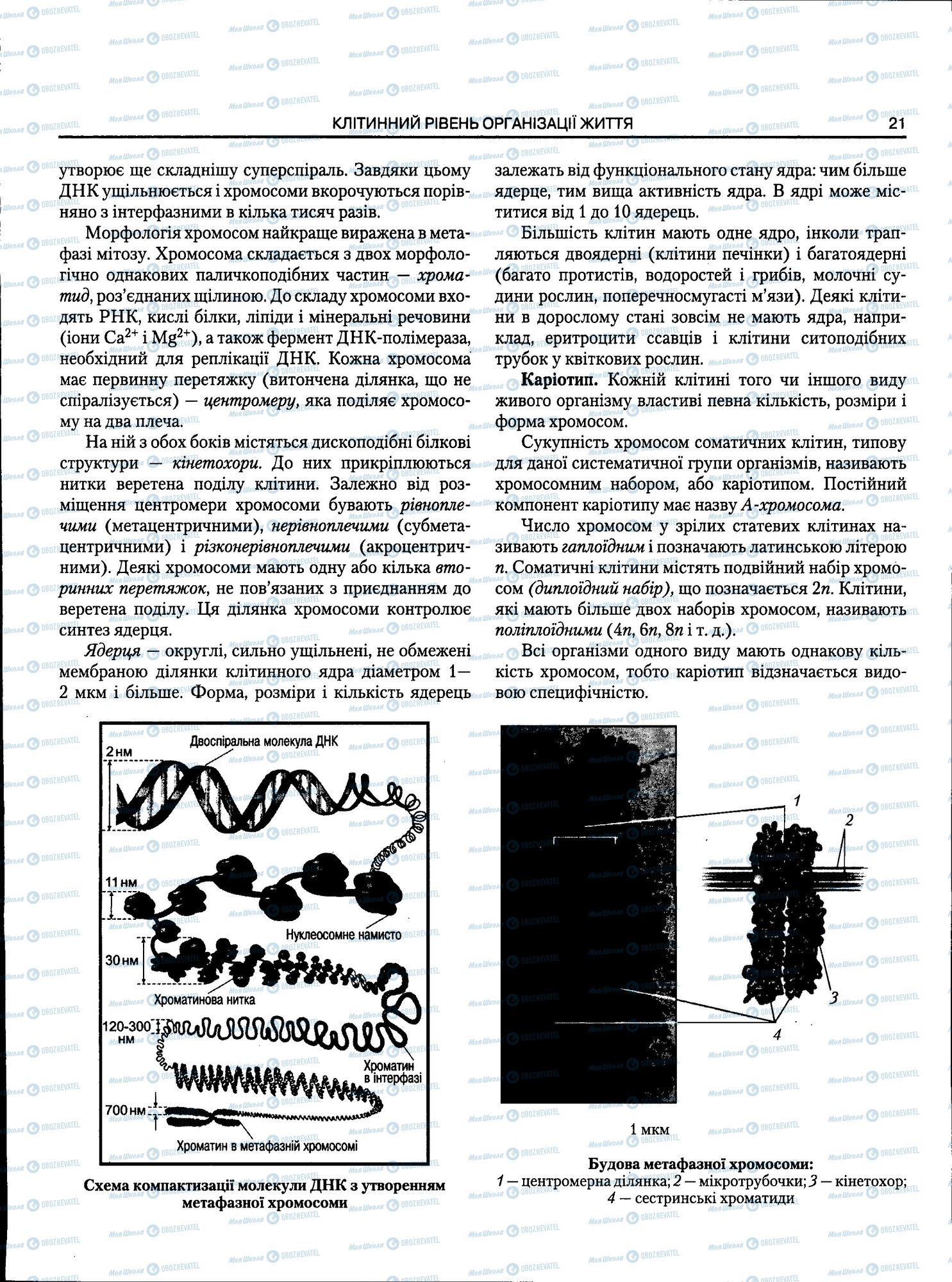 ЗНО Біологія 11 клас сторінка 021