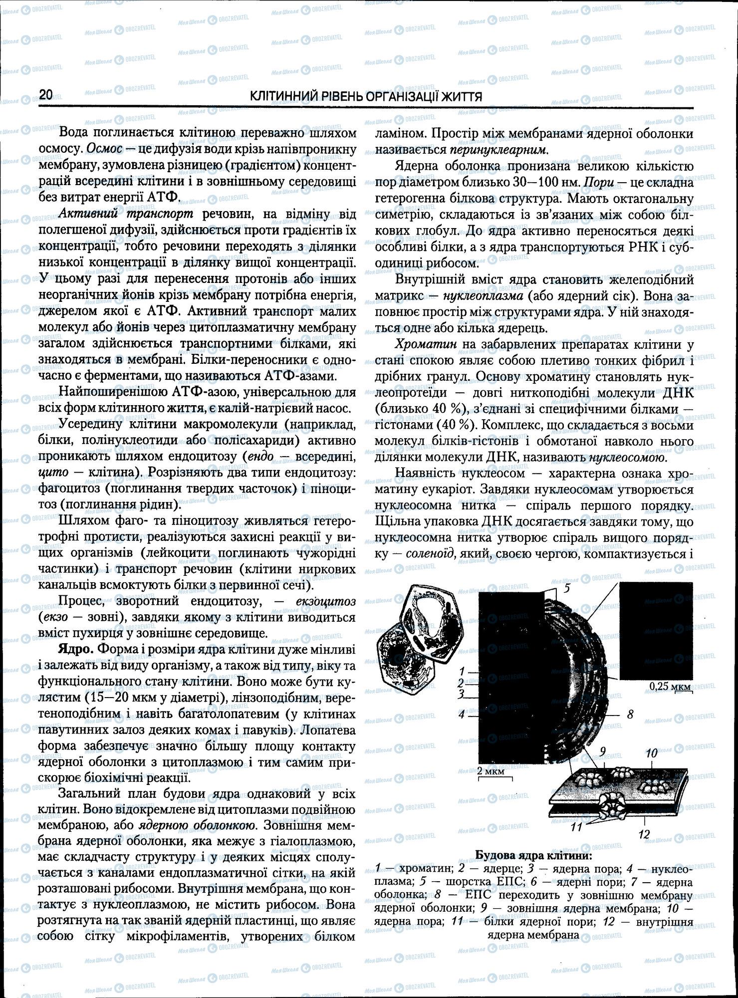 ЗНО Біологія 11 клас сторінка 020