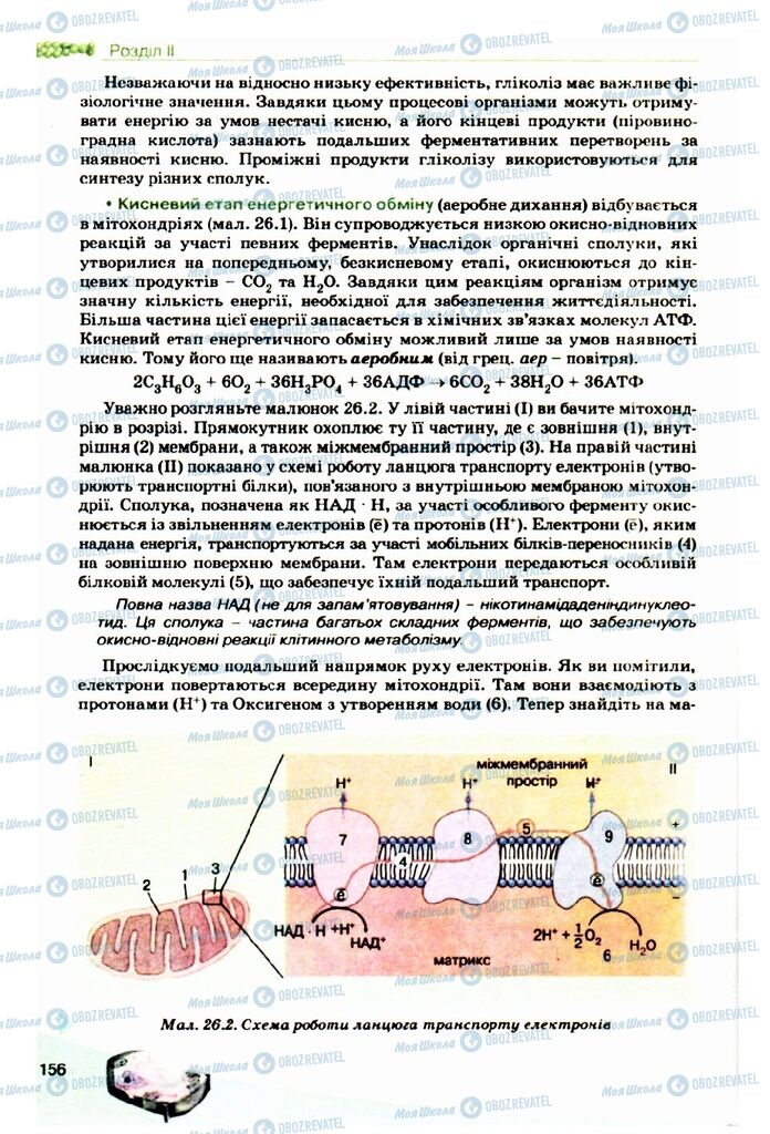 Підручники Біологія 10 клас сторінка 156