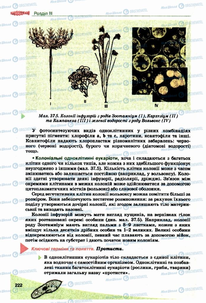 Учебники Биология 10 класс страница 222