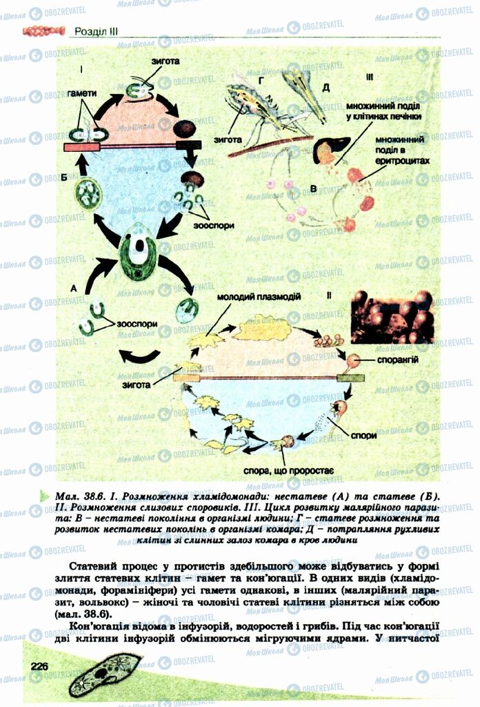 Підручники Біологія 10 клас сторінка 226