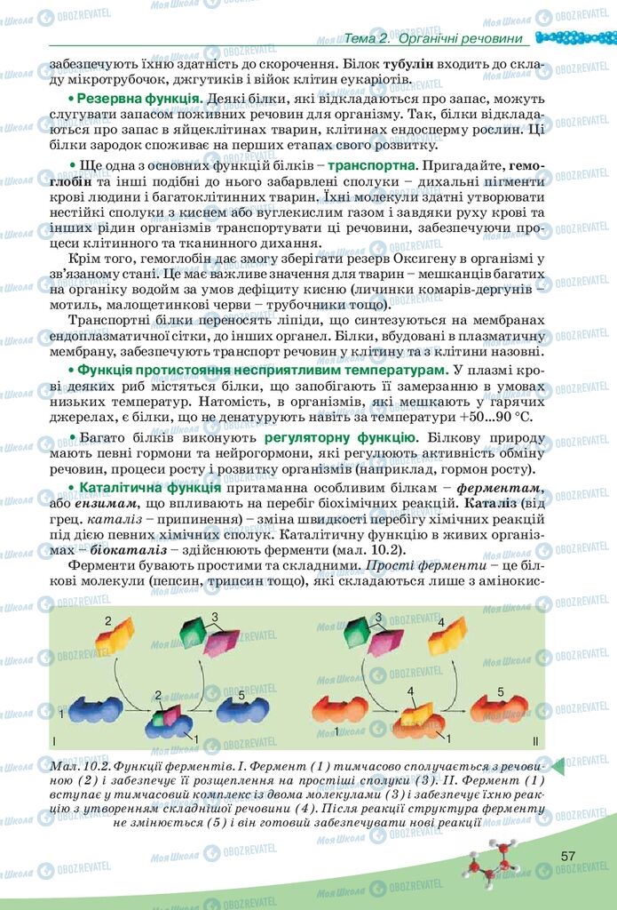 Підручники Біологія 10 клас сторінка 57