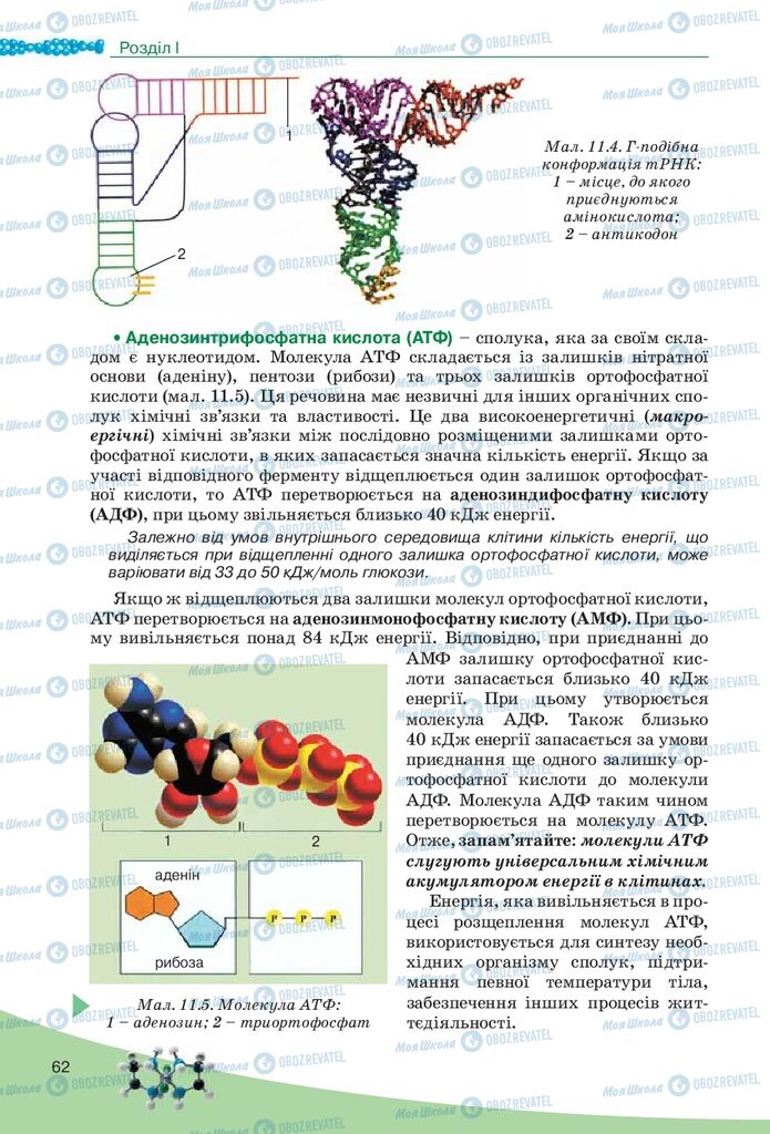 Підручники Біологія 10 клас сторінка 62