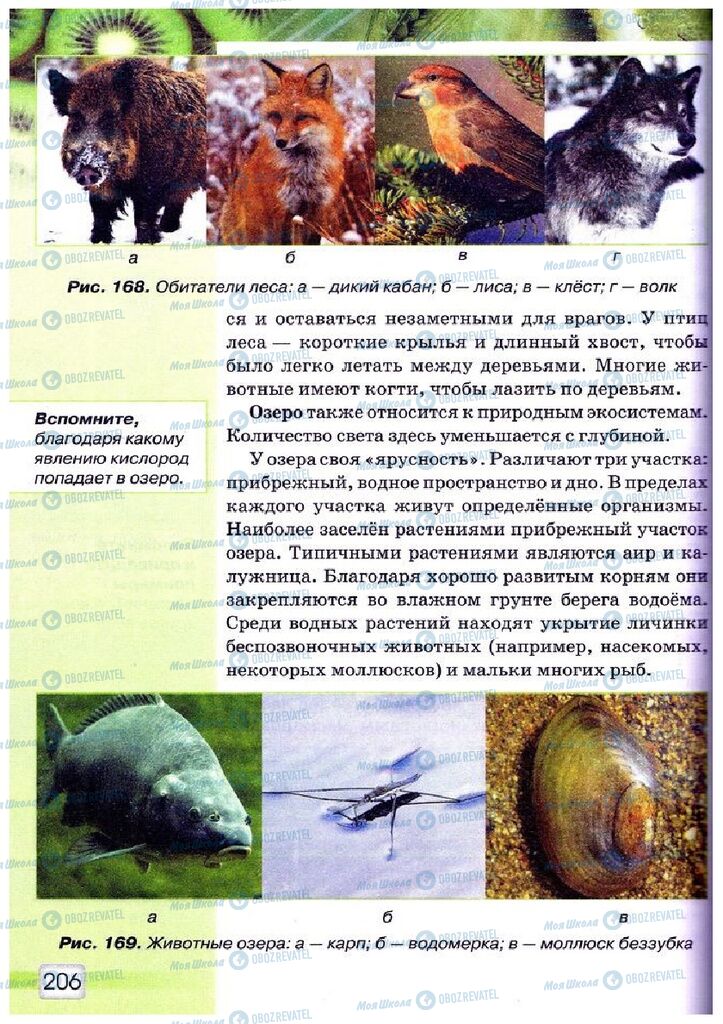 Підручники Природознавство 5 клас сторінка 206