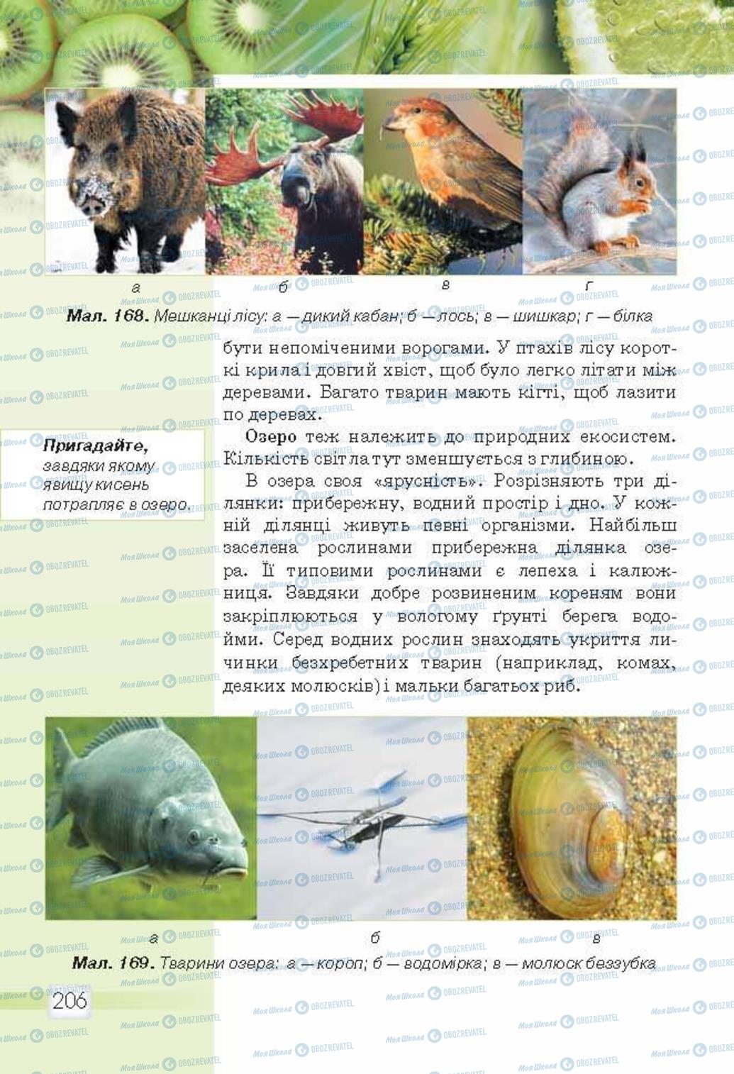 Підручники Природознавство 5 клас сторінка 206