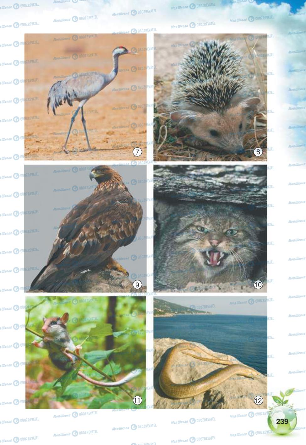 Підручники Природознавство 5 клас сторінка 239