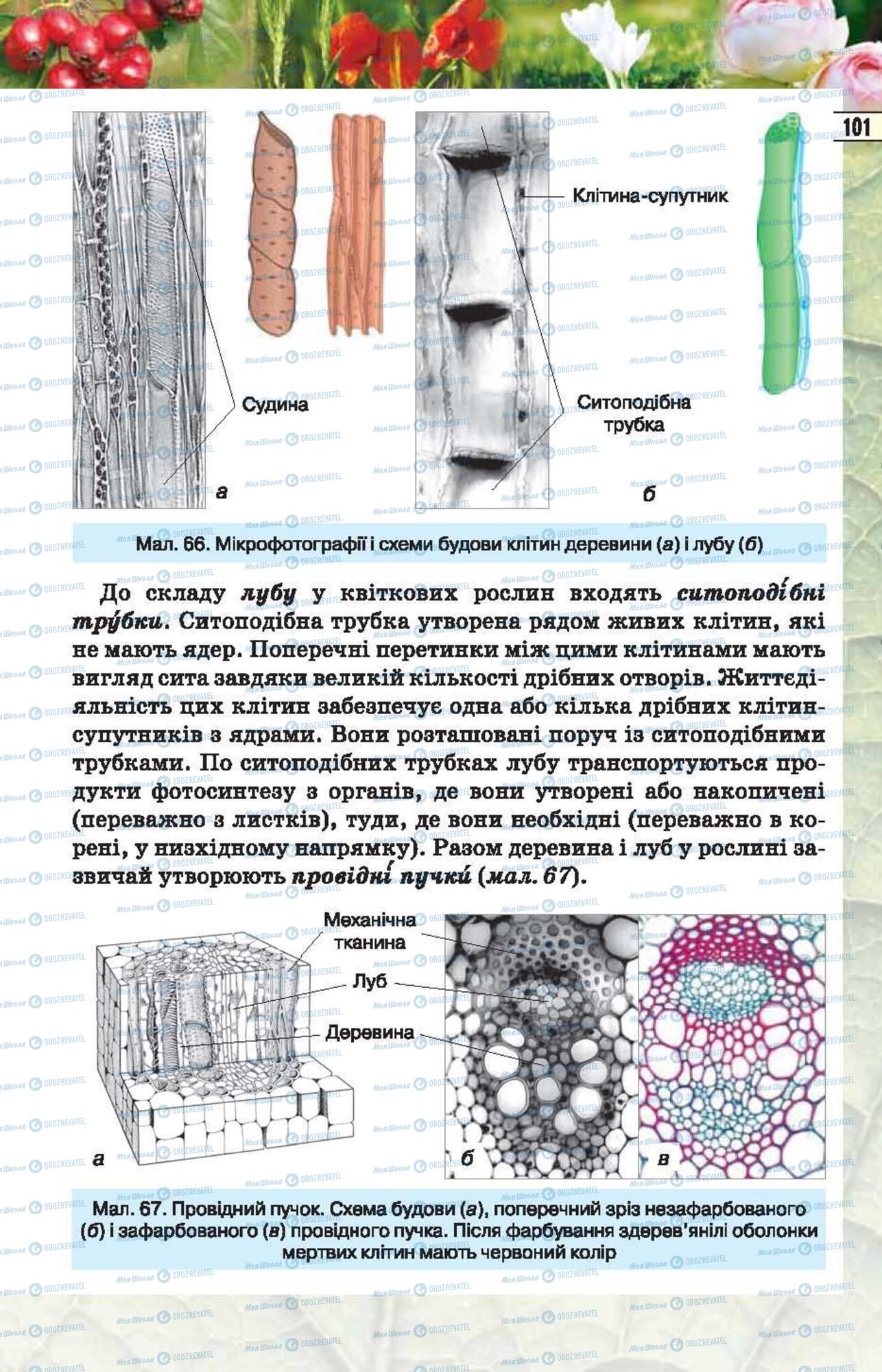 Учебники Биология 6 класс страница 101
