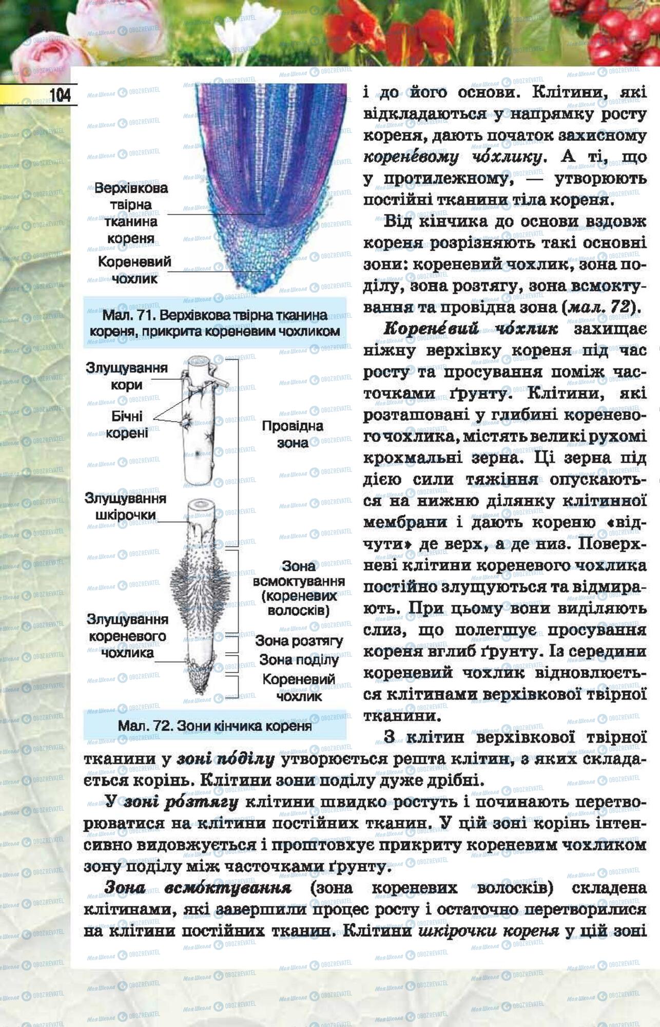 Учебники Биология 6 класс страница 104