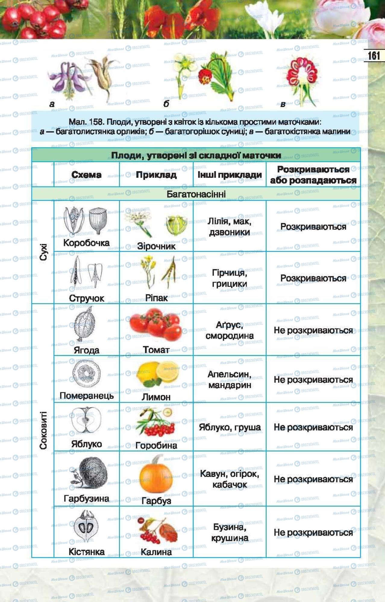 Підручники Біологія 6 клас сторінка 161