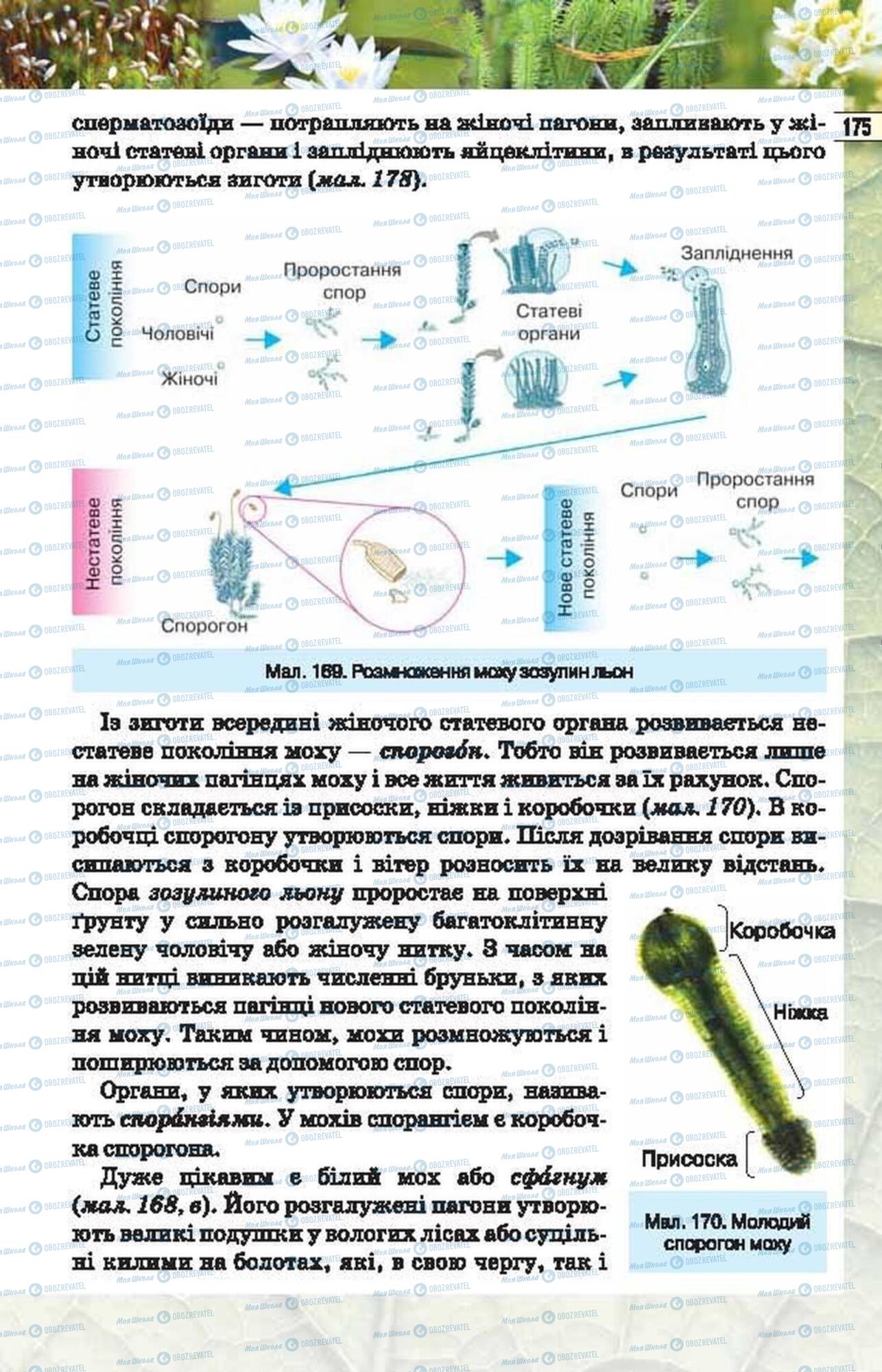 Підручники Біологія 6 клас сторінка 175
