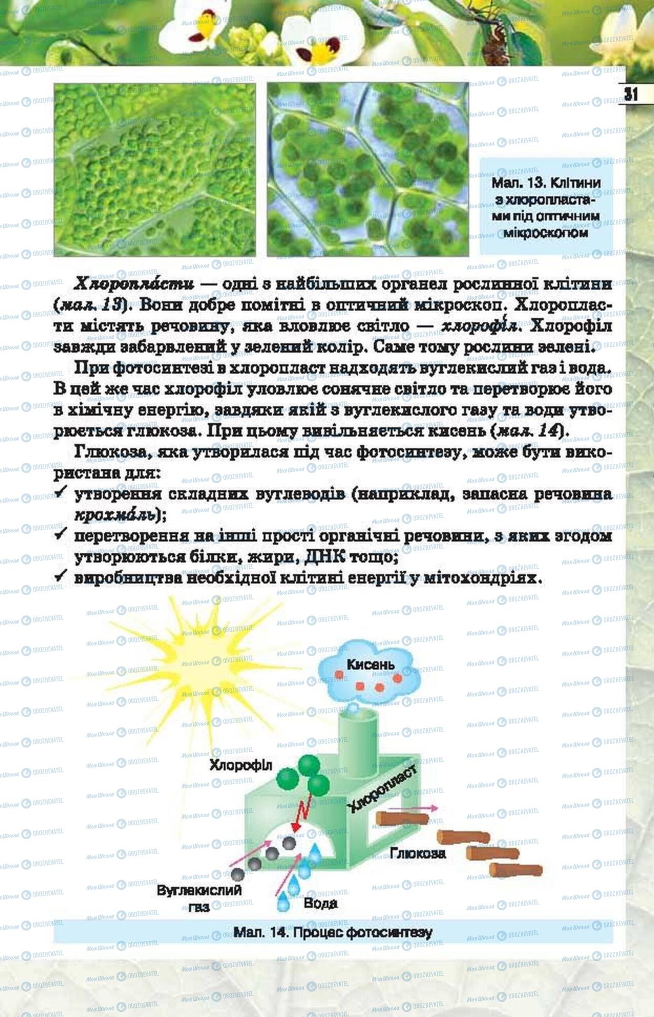 Підручники Біологія 6 клас сторінка 31