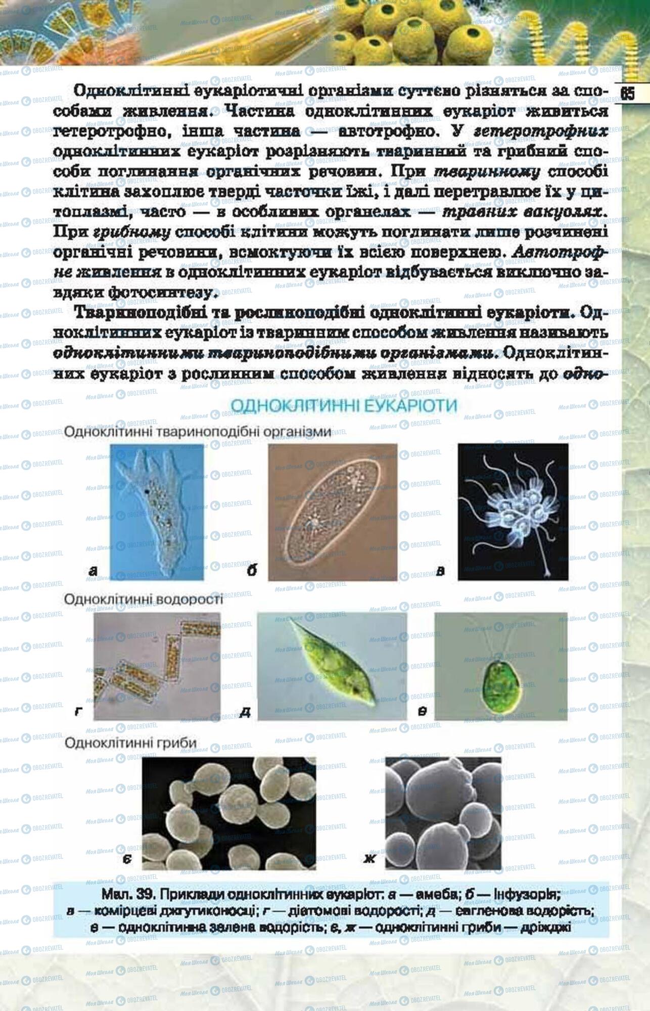 Підручники Біологія 6 клас сторінка 65
