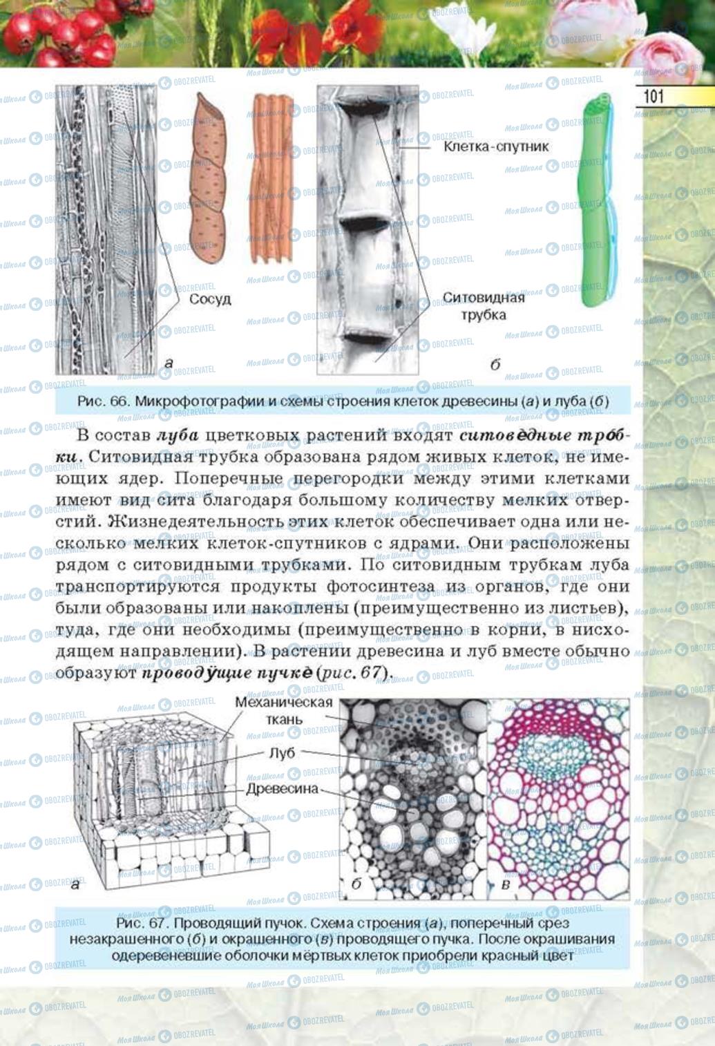 Учебники Биология 6 класс страница 101