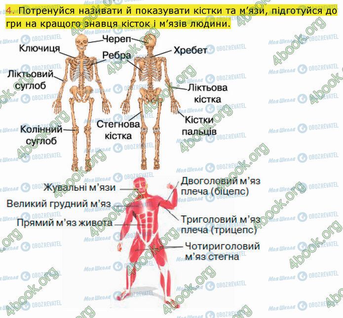 ГДЗ Природоведение 5 класс страница 33 (4)