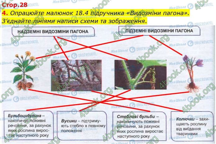 ГДЗ Биология 7 класс страница Стр.28 (4)