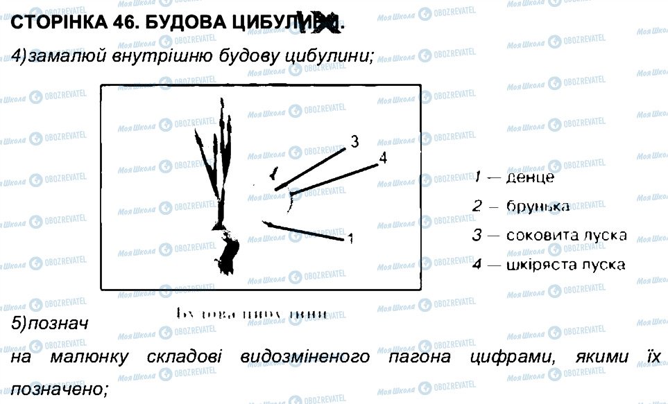 ГДЗ Біологія 6 клас сторінка СТ46