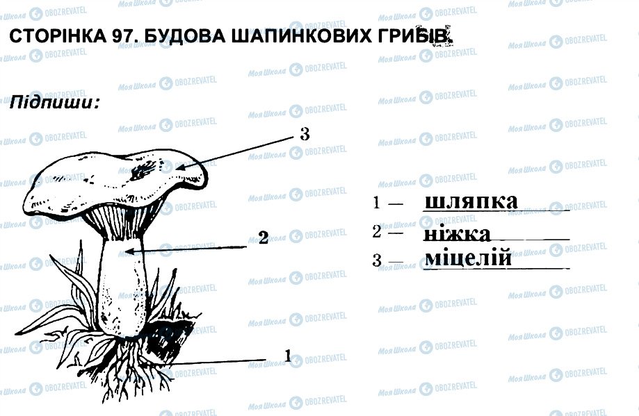 ГДЗ Биология 6 класс страница СТ97