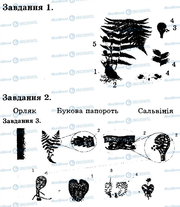 ГДЗ Біологія 6 клас сторінка В1