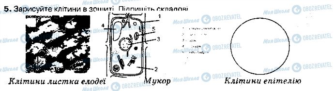 ГДЗ Биология 9 класс страница ст29завд5