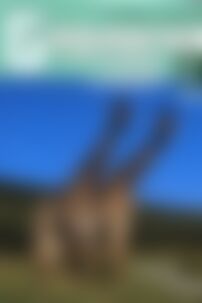 Учебники Биология 11 класс А. В. Теремов, Р.А. Петросова 2010 Биологические системы и процессы. Для русскоязычных школ