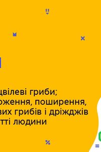 Онлайн урок 6 клас Біологія. Групи грибів: сапротрофні – цвілеві гриби; дріжджі. (Тиж.9:ПН)