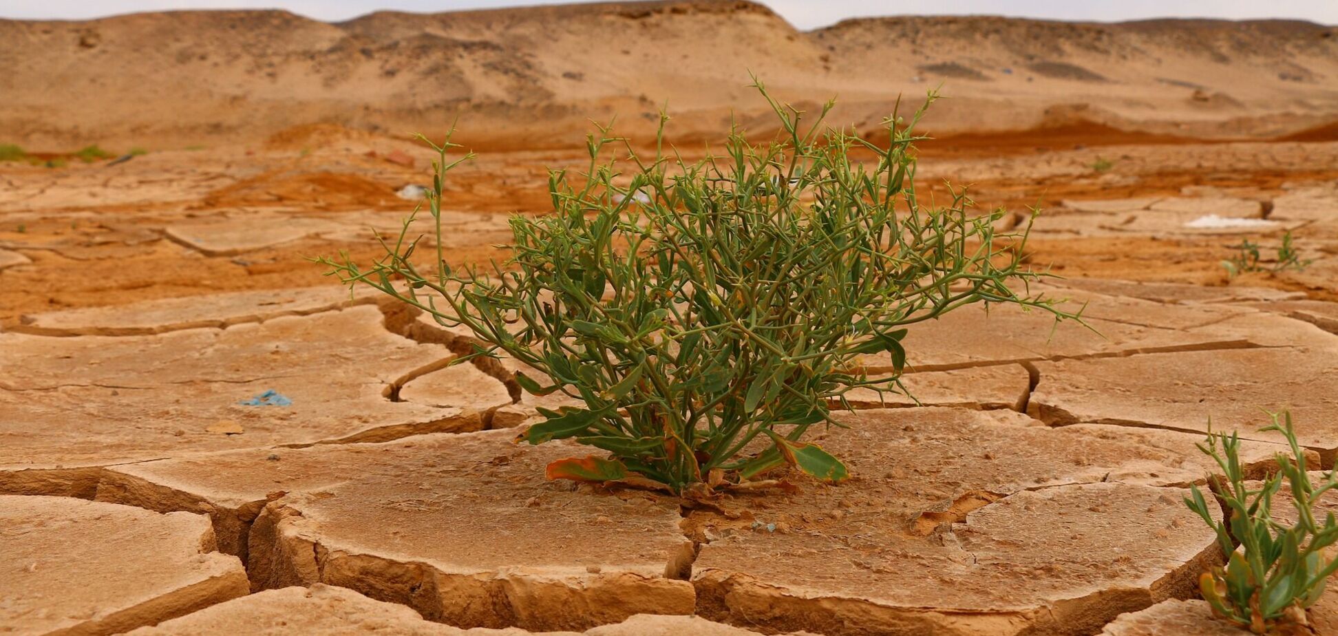 Потрескавшаяся почва пустыни и зеленый росток