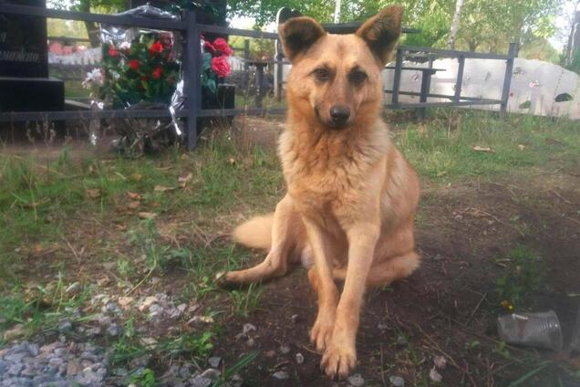 У Кривому Розі шукають новий дім для 'Хатіко', який оселився на могилі господаря