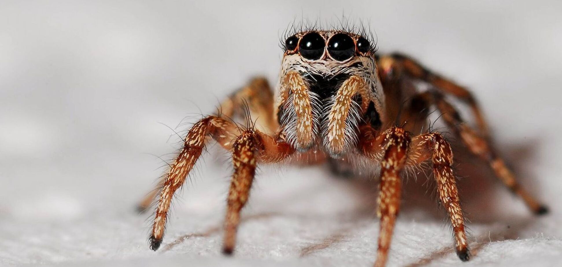 У мережі показали навалу надшвидких павуків-мисливців. Фото і відео
