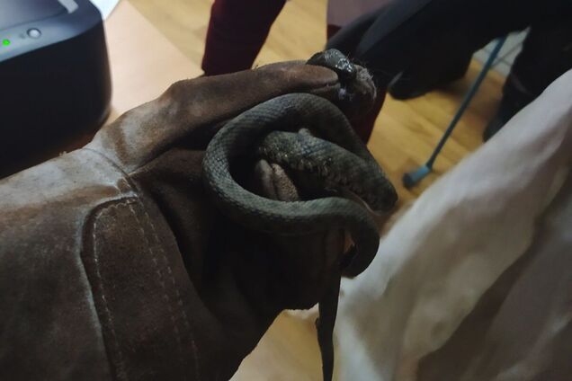 У Кривому Розі рятувальники виловили змію в аптеці