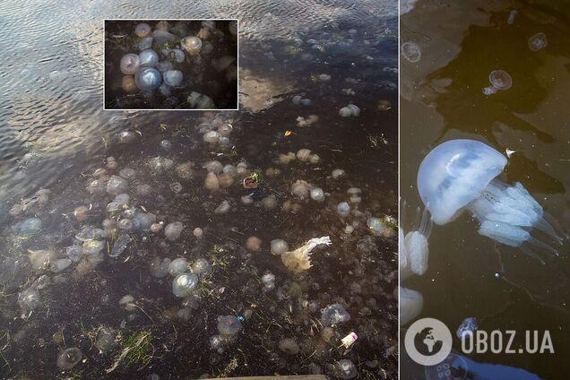 В Одесі корнероти 'захопили' акваторію порту