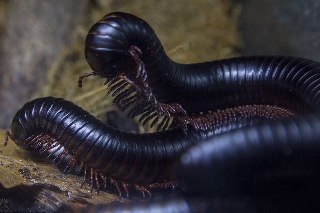 Целый город страдает от аномального нашествия кивсяков