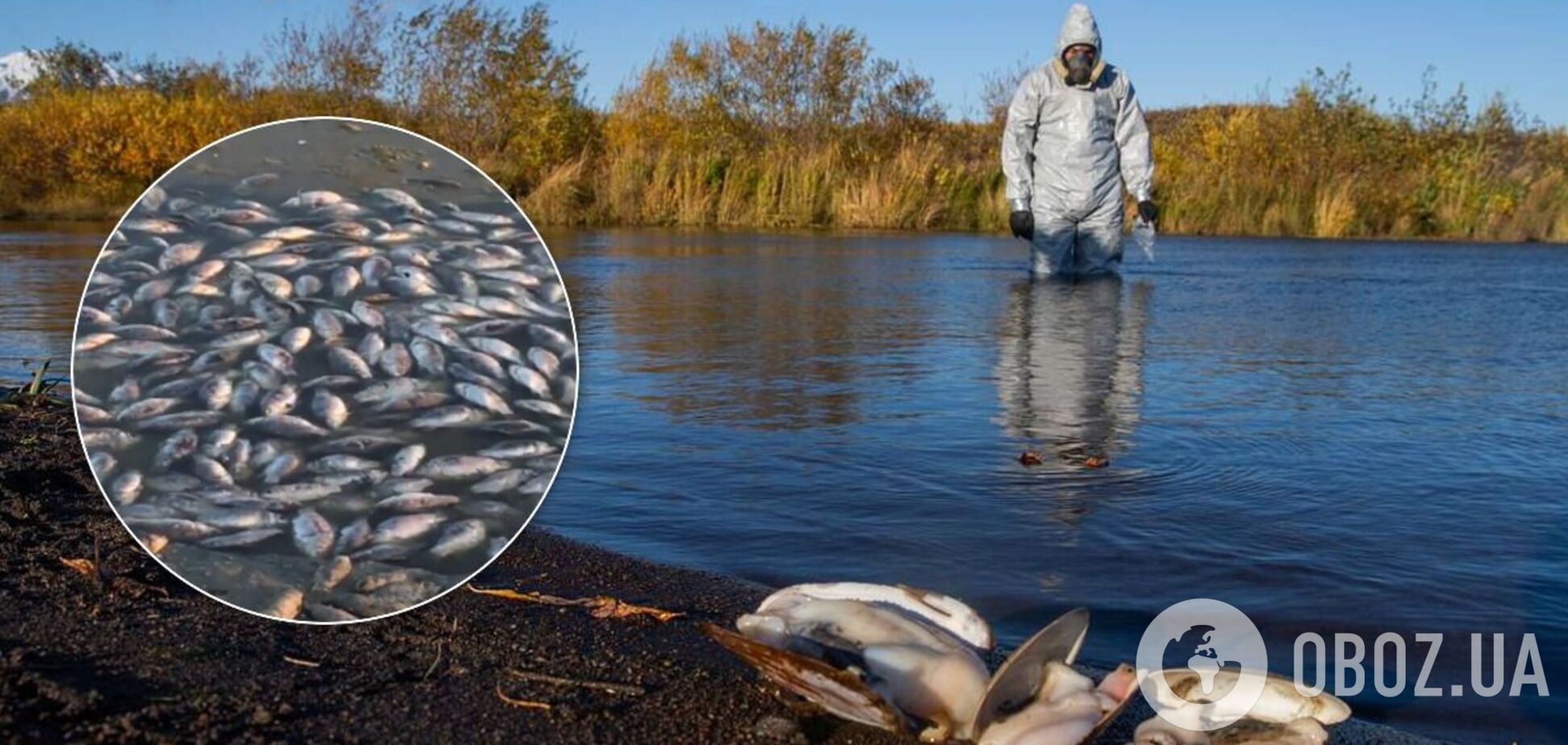 Мор рыбы в России