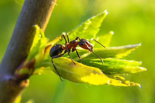Рабочие муравьи произошли от летающих насекомых