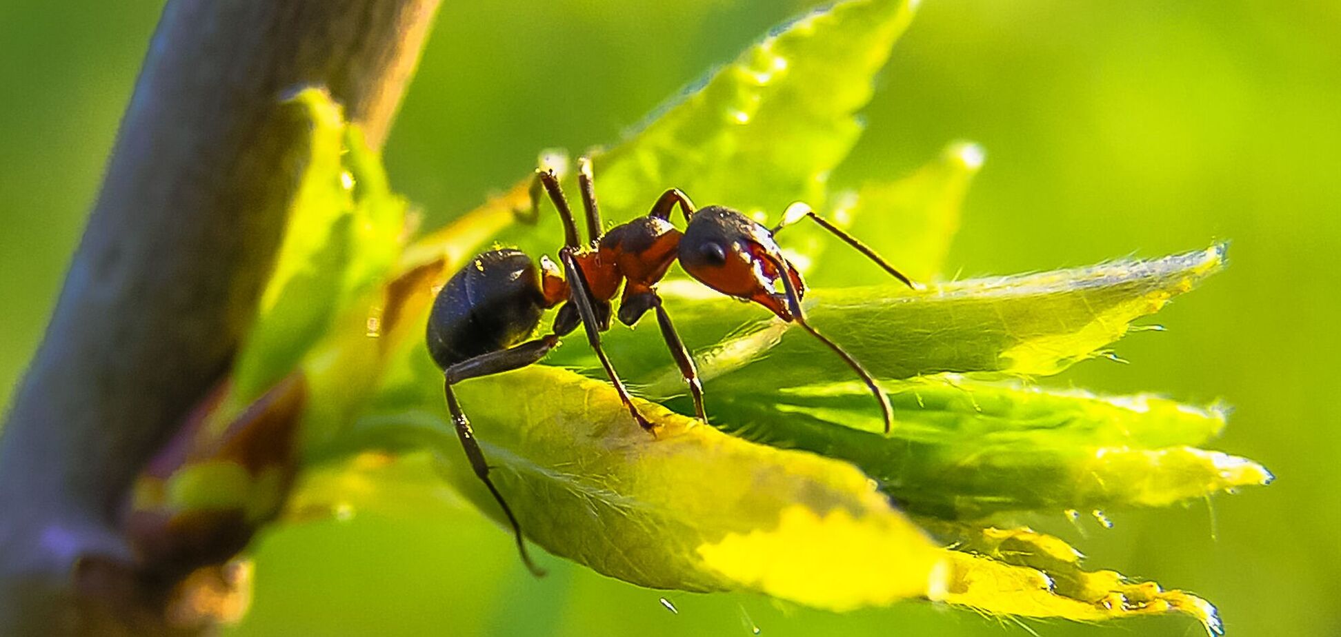 Рабочие муравьи произошли от летающих насекомых