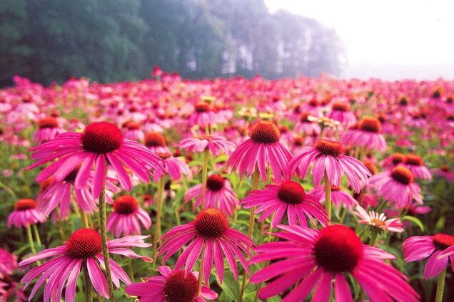 Эхинацея