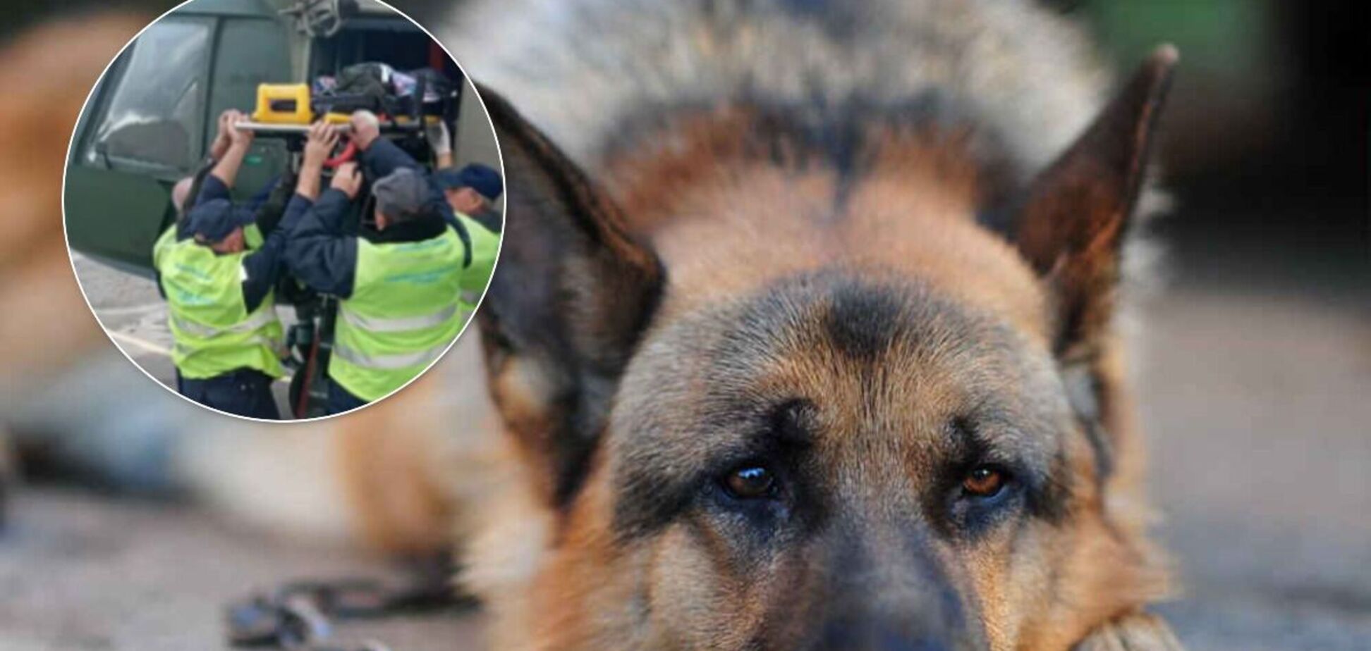 На Донетчине домашние овчарки загрызли двухлетнего мальчика: подробности трагедии