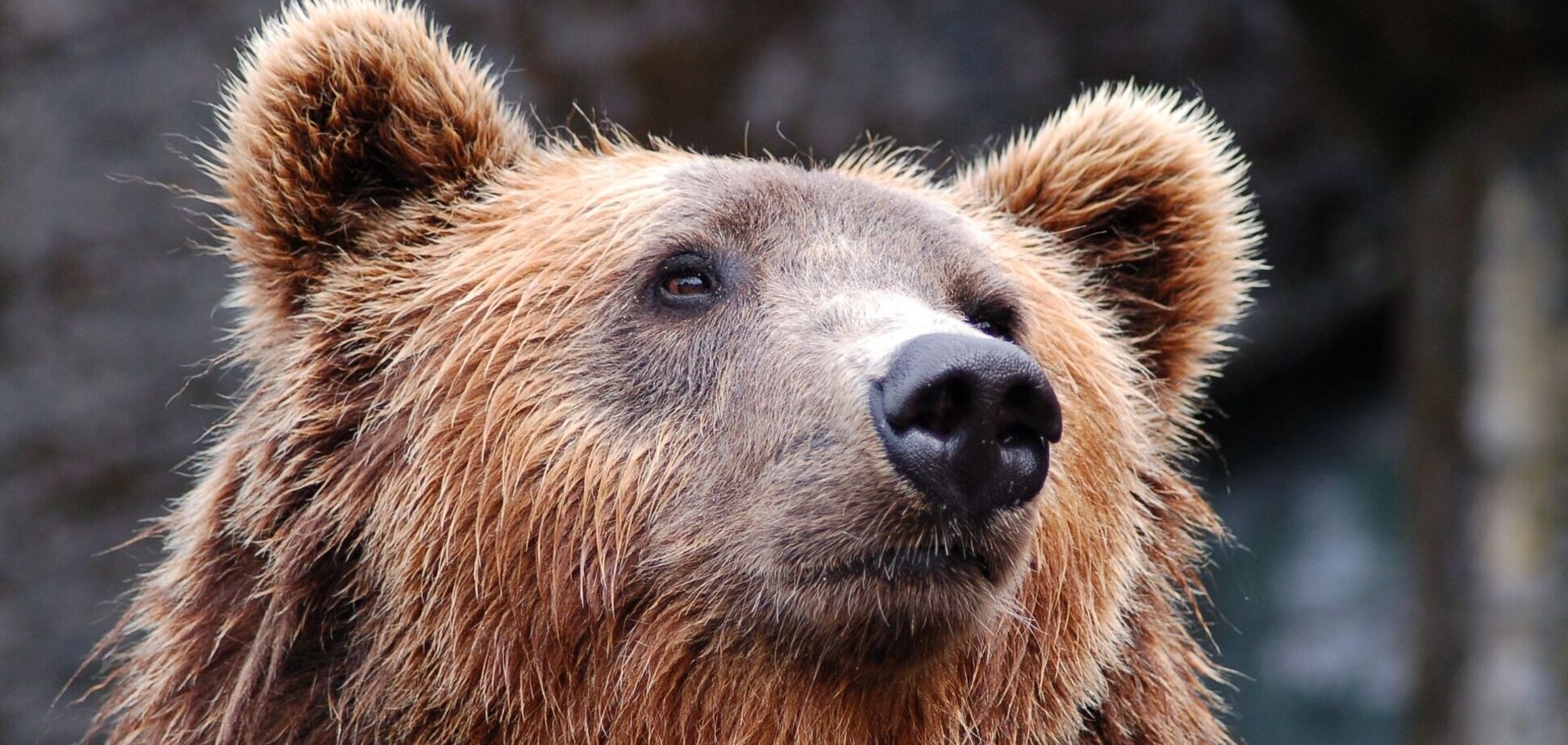 Медведи напали на сотрудника парка в Шанхае