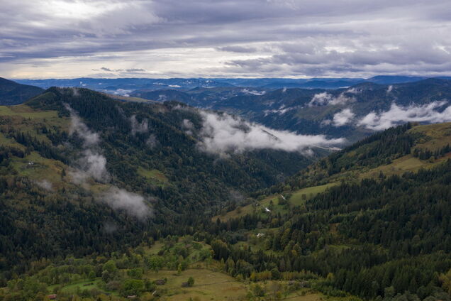 Glusco відроджує ліси у Карпатах