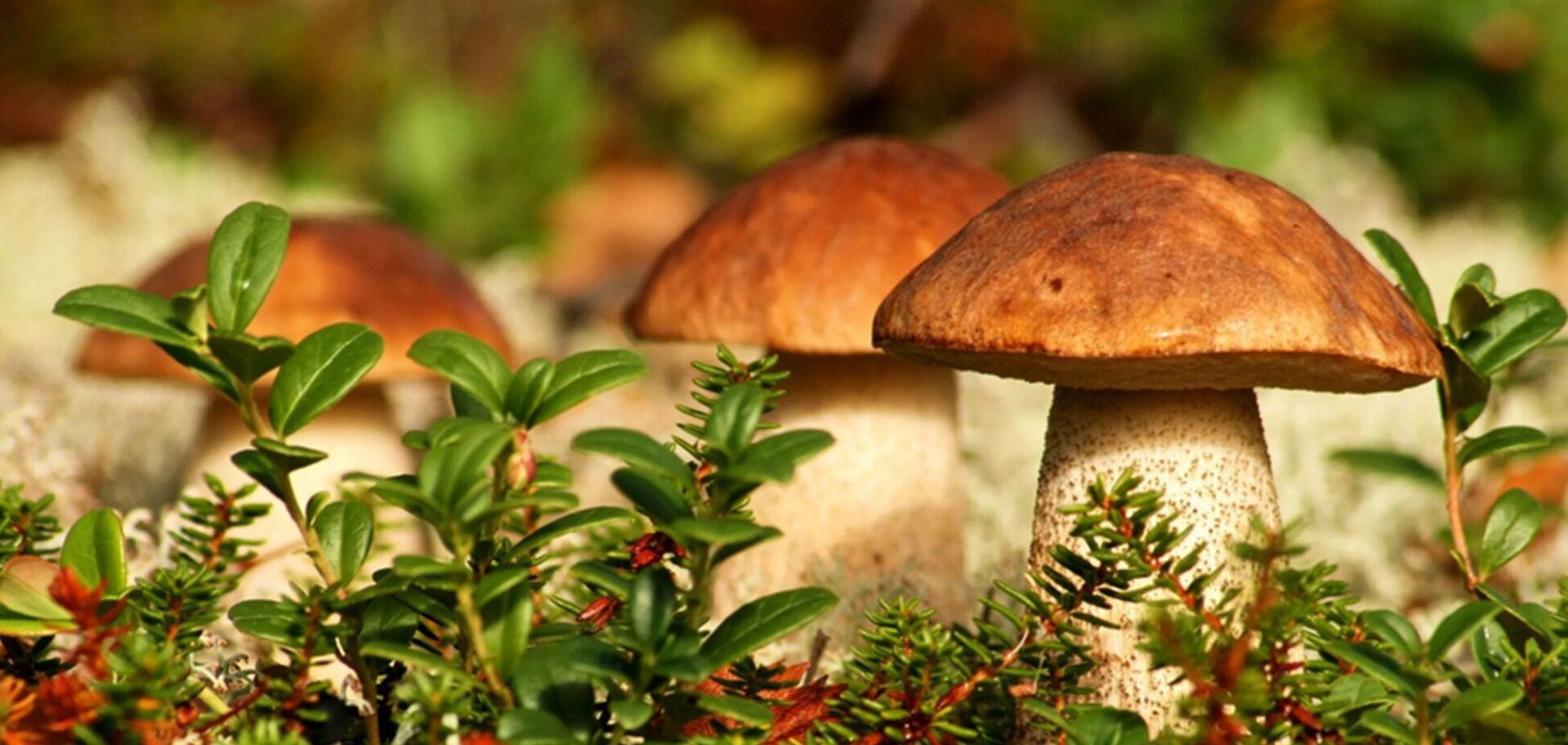 Які гриби збирати та як не отруїтися - їстівні та неїстівні - основні  відмінності і фото - грибний сезон в Україні