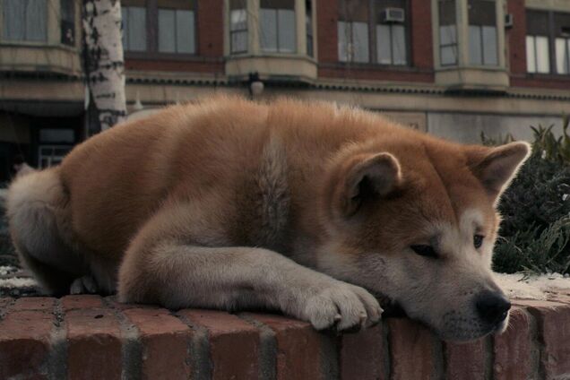 У Дніпрі 'Хатіко' вже кілька місяців шукає померлу господарку