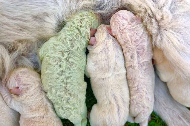 На Сардинии родился зеленый щенок