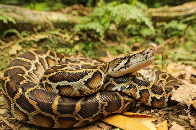 У Таїланді на жінку напав двометровий пітон, який ховався в унітазі