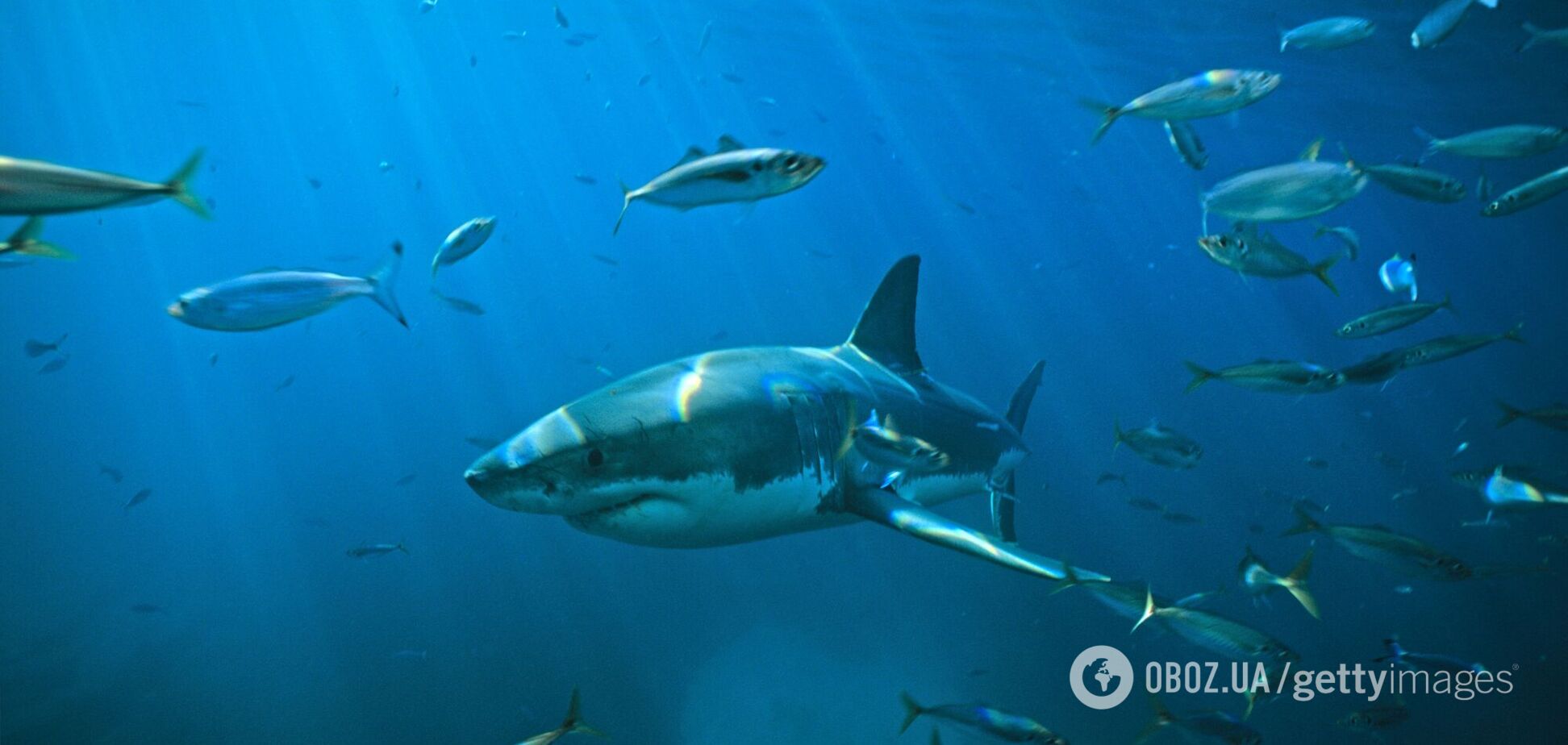 Напад акули на українців у Єгипті: з'явилися подробиці трагедії