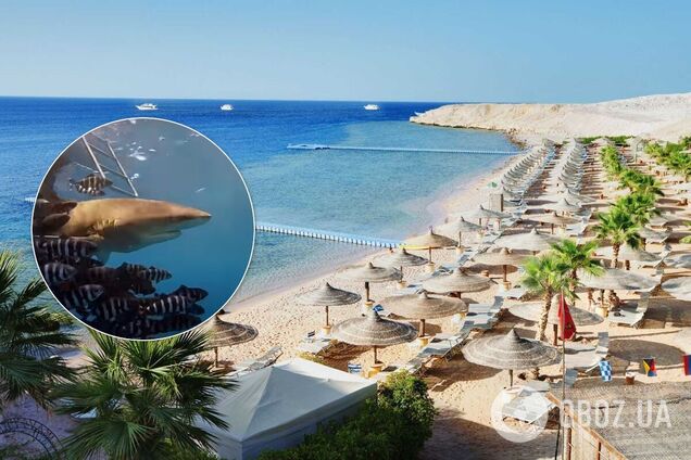 Дайвер заснял акулу, предположительно напавшую на украинцев