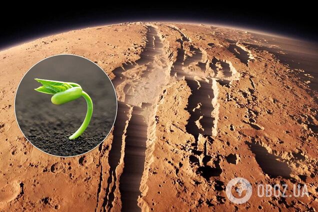 Ученые придумали, как выращивать растения на Марсе